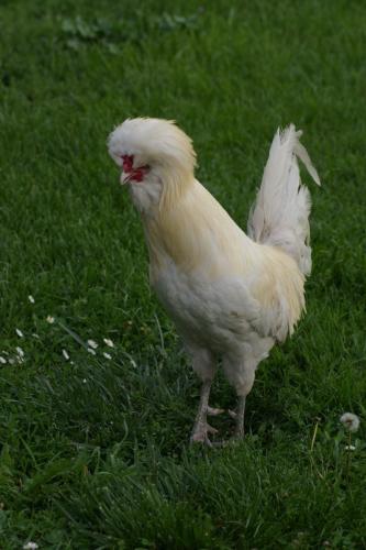 Gallina Padovana