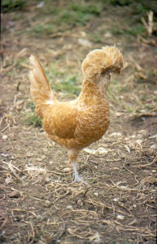 Gallina Padovana